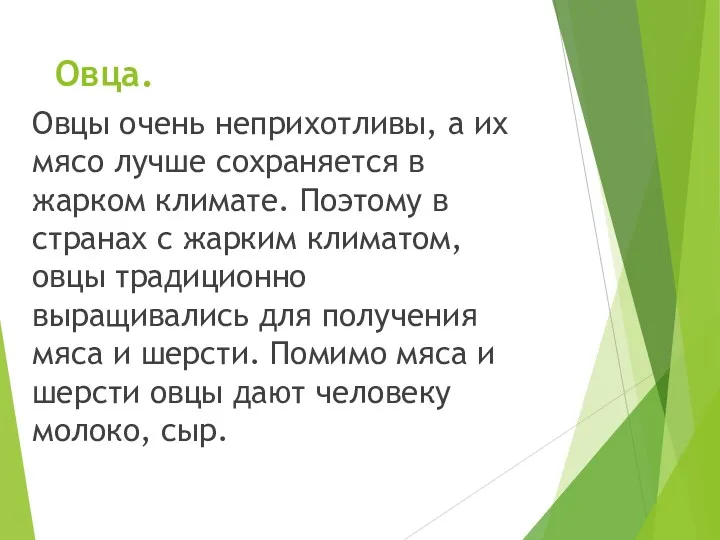 Овца. Овцы очень неприхотливы, а их мясо лучше сохраняется в жарком климате. Поэтому