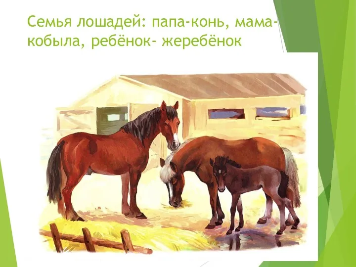 Семья лошадей: папа-конь, мама- кобыла, ребёнок- жеребёнок