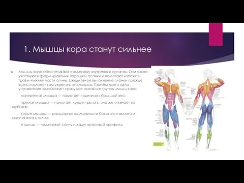 1. Мышцы кора станут сильнее Мышцы кора обеспечивают поддержку внутренних