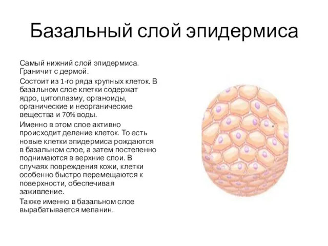 Базальный слой эпидермиса Самый нижний слой эпидермиса. Граничит с дермой.