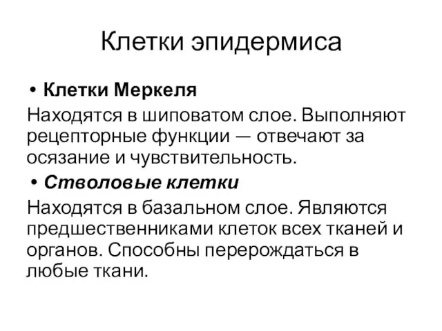 Клетки эпидермиса Клетки Меркеля Находятся в шиповатом слое. Выполняют рецепторные