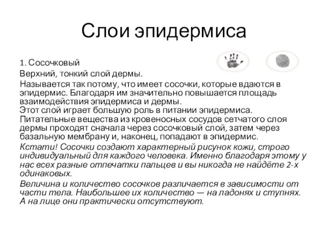 Слои эпидермиса 1. Сосочковый Верхний, тонкий слой дермы. Называется так