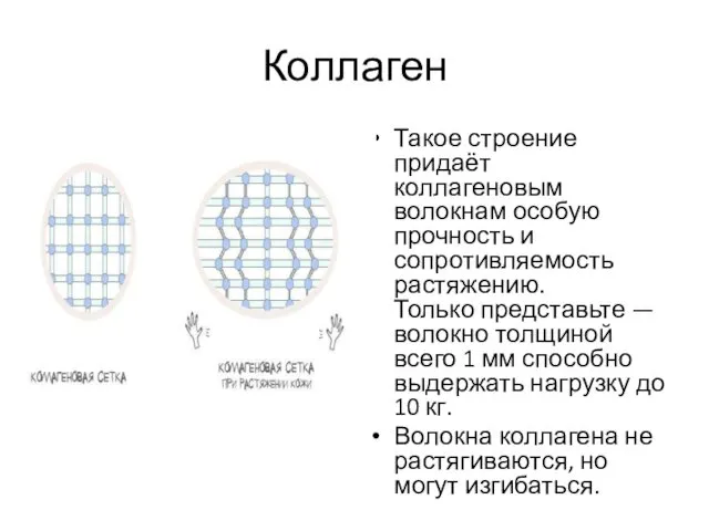 Коллаген Такое строение придаёт коллагеновым волокнам особую прочность и сопротивляемость