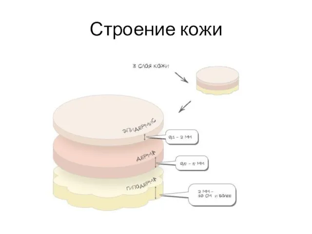 Строение кожи