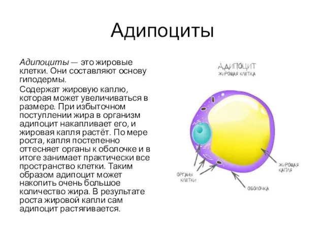 Адипоциты Адипоциты — это жировые клетки. Они составляют основу гиподермы.