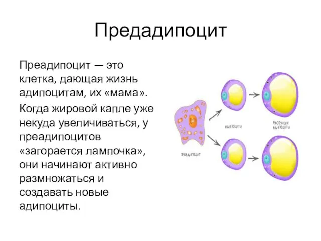 Предадипоцит Преадипоцит — это клетка, дающая жизнь адипоцитам, их «мама».
