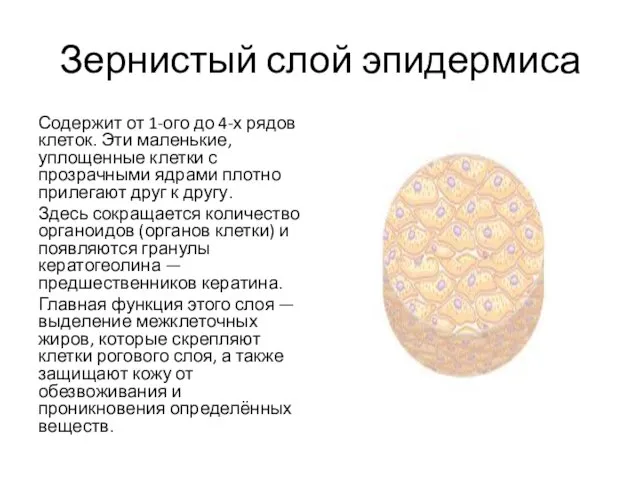 Зернистый слой эпидермиса Содержит от 1-ого до 4-х рядов клеток.