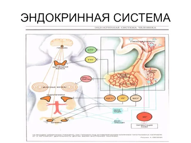 ЭНДОКРИННАЯ СИСТЕМА