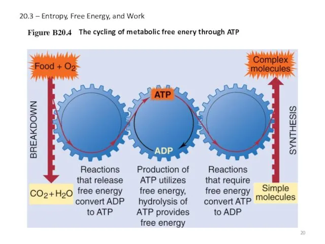 20.3 – Entropy, Free Energy, and Work Figure B20.4 The