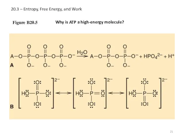20.3 – Entropy, Free Energy, and Work Figure B20.5 Why is ATP a high-energy molecule?