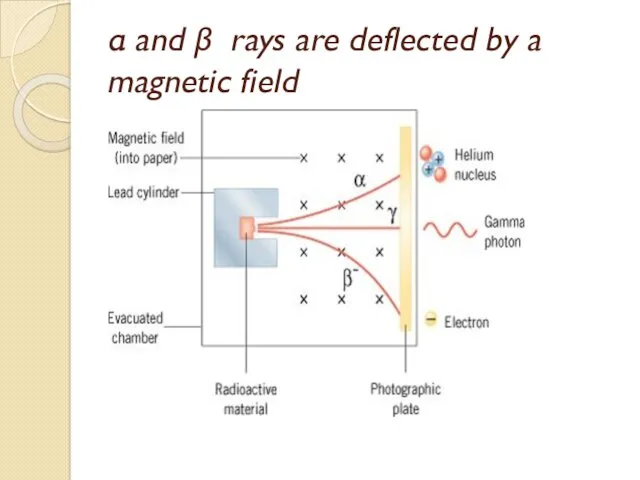 α and β rays are deflected by a magnetic field