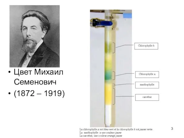 Цвет Михаил Семенович (1872 – 1919)