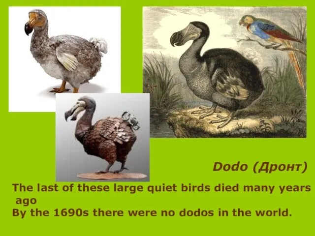 Dodo (Дронт) The last of these large quiet birds died many years ago