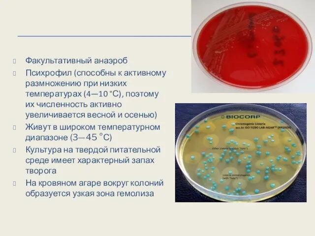 Факультативный анаэроб Психрофил (способны к активному размножению при низких температурах