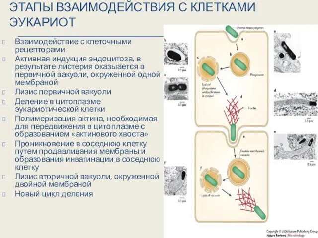 ЭТАПЫ ВЗАИМОДЕЙСТВИЯ С КЛЕТКАМИ ЭУКАРИОТ Взаимодействие с клеточными рецепторами Активная