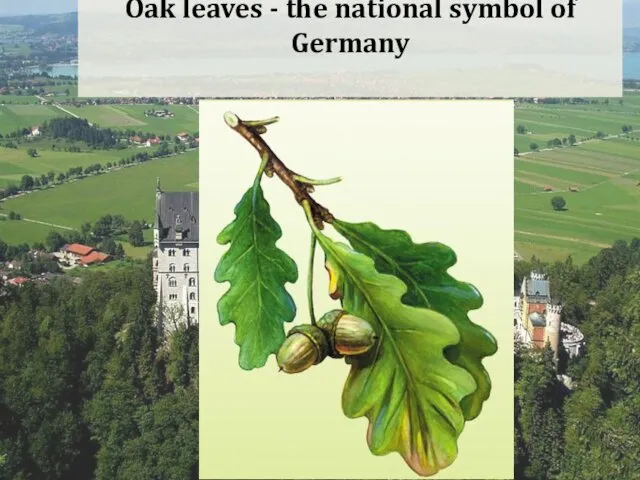 Oak leaves - the national symbol of Germany