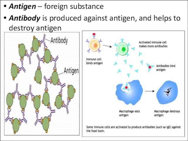 Antigen – foreign substance Antibody is produced against antigen, and helps to destroy antigen