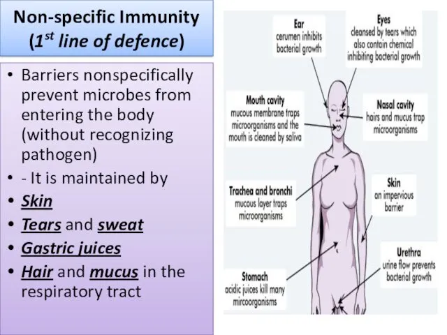 Non-specific Immunity (1st line of defence) Barriers nonspecifically prevent microbes