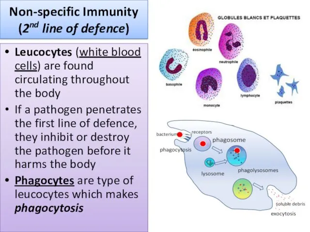 Non-specific Immunity (2nd line of defence) Leucocytes (white blood cells)