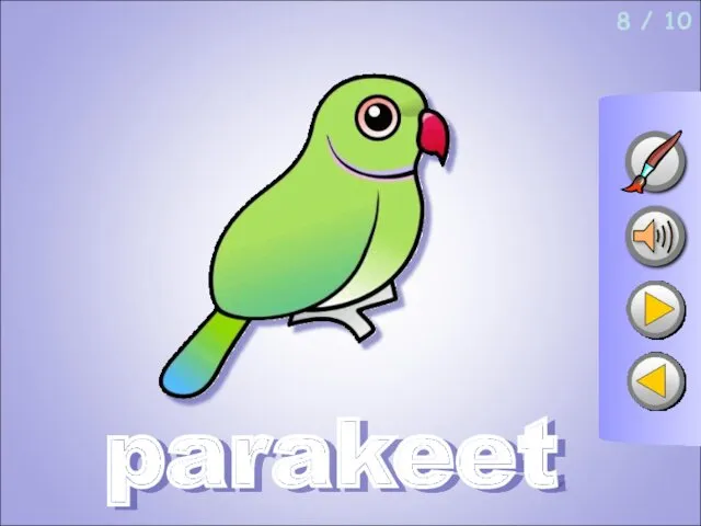 8 / 10 parakeet