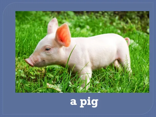 a pig