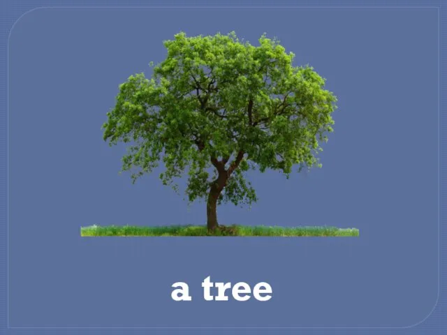 a tree