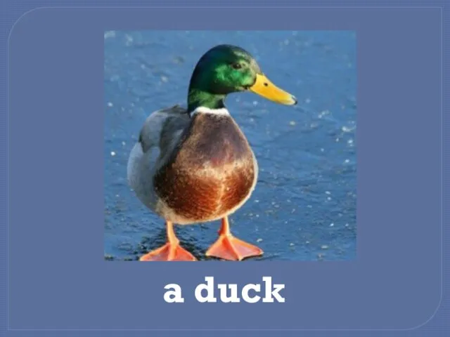 a duck