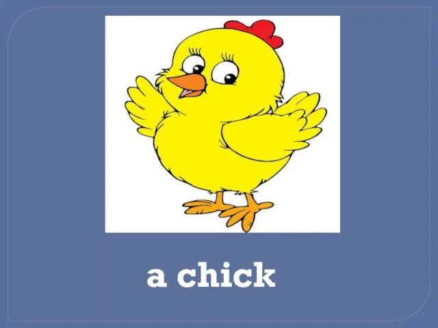 a chick