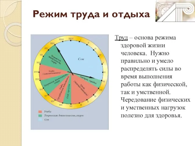 Режим труда и отдыха Труд – основа режима здоровой жизни