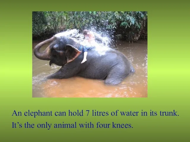 An elephant can hold 7 litres of water in its