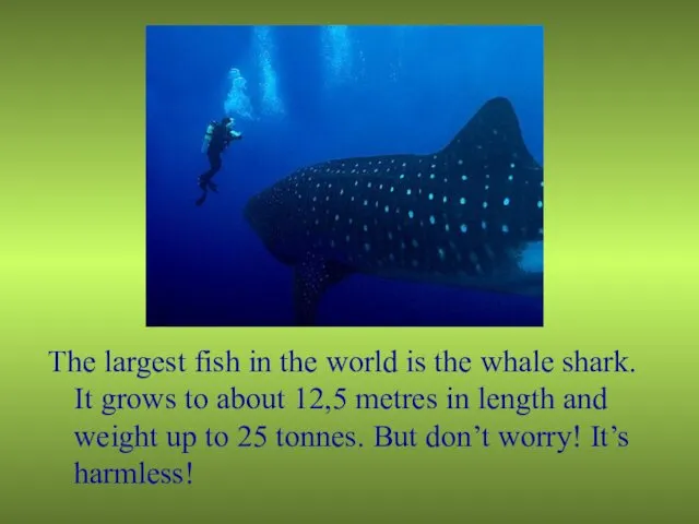 The largest fish in the world is the whale shark.