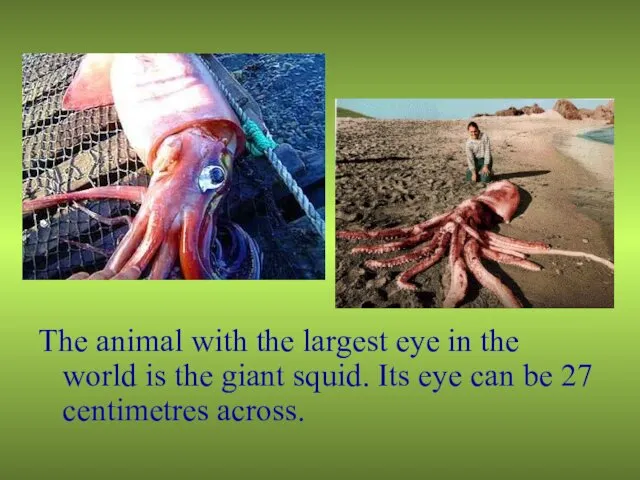 The animal with the largest eye in the world is