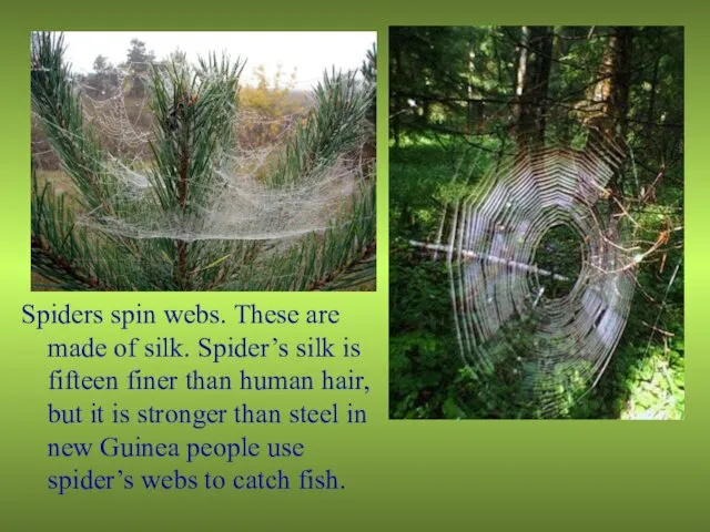 Spiders spin webs. These are made of silk. Spider’s silk