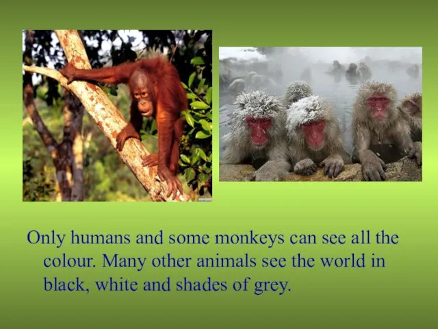 Only humans and some monkeys can see all the colour.