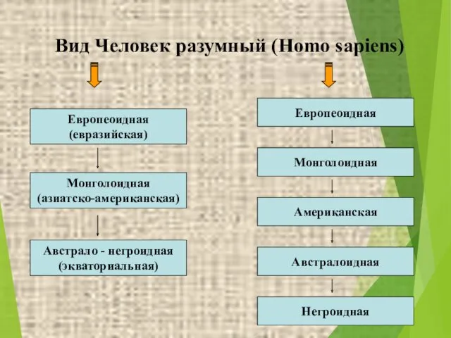 Вид Человек разумный (Homo sapiens) Европеоидная (евразийская) Европеоидная Монголоидная (азиатско-американская)