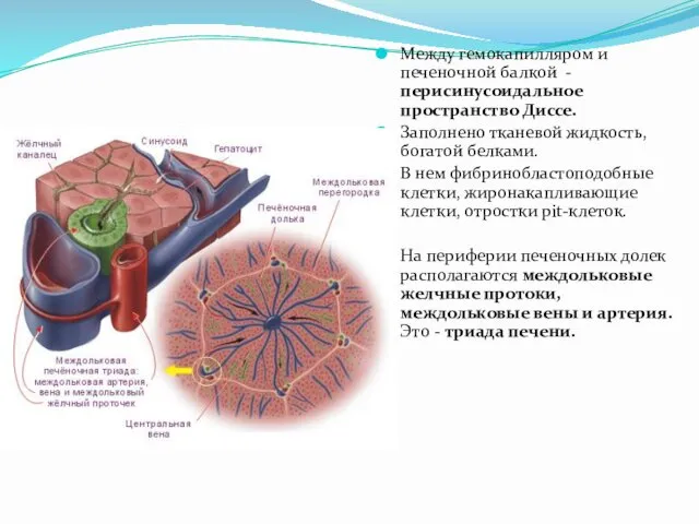 Между гемокапилляром и печеночной балкой -перисинусоидальное пространство Диссе. Заполнено тканевой