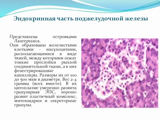 Эндокринная часть поджелудочной железы Представлена островками Лангерганса. Они образованы железистыми