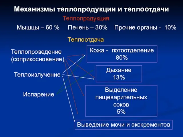 Механизмы теплопродукции и теплоотдачи Теплопродукция Мышцы – 60 % Печень