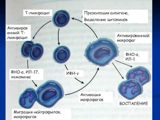 Т-лимфоцит Активированный Т-лимфоцит ФНО-α, ИЛ-17, хемокины Миграция нейтрофилов, макрофагов Активация