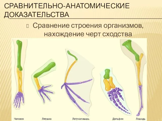 СРАВНИТЕЛЬНО-АНАТОМИЧЕСКИЕ ДОКАЗАТЕЛЬСТВА Сравнение строения организмов, нахождение черт сходства