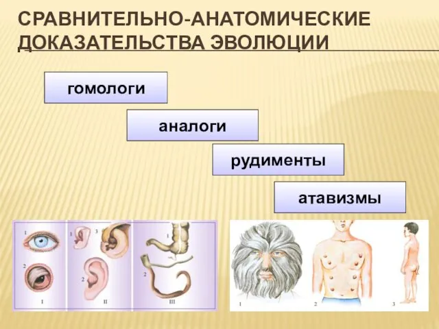 СРАВНИТЕЛЬНО-АНАТОМИЧЕСКИЕ ДОКАЗАТЕЛЬСТВА ЭВОЛЮЦИИ гомологи аналоги рудименты атавизмы