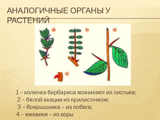 АНАЛОГИЧНЫЕ ОРГАНЫ У РАСТЕНИЙ 1 – колючка барбариса возникают из