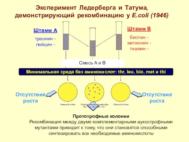 Эксперимент Ледерберга и Татума, демонстрирующий рекомбинацию у Е.coli (1946) Штамм А треонин -лейцин