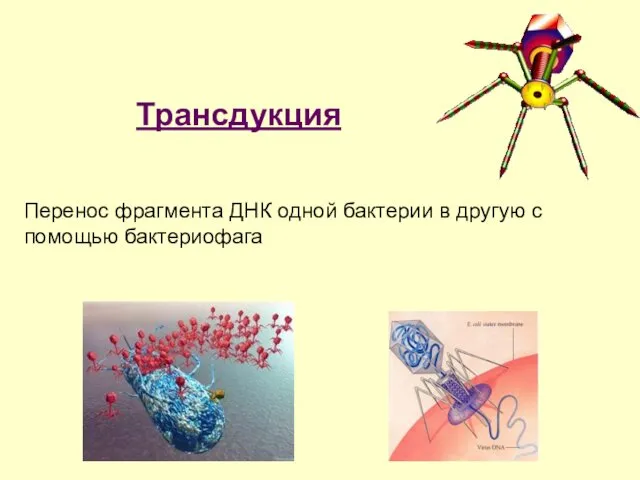 Трансдукция Перенос фрагмента ДНК одной бактерии в другую с помощью бактериофага