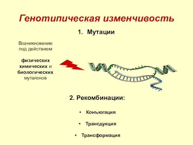 Генотипическая изменчивость Мутации 2. Рекомбинации: Конъюгация Трансдукция Трансформация Возникновение под действием физических химических и биологических мутагенов