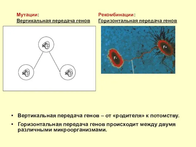 Вертикальная передача генов – от «родителя» к потомству. Горизонтальная передача