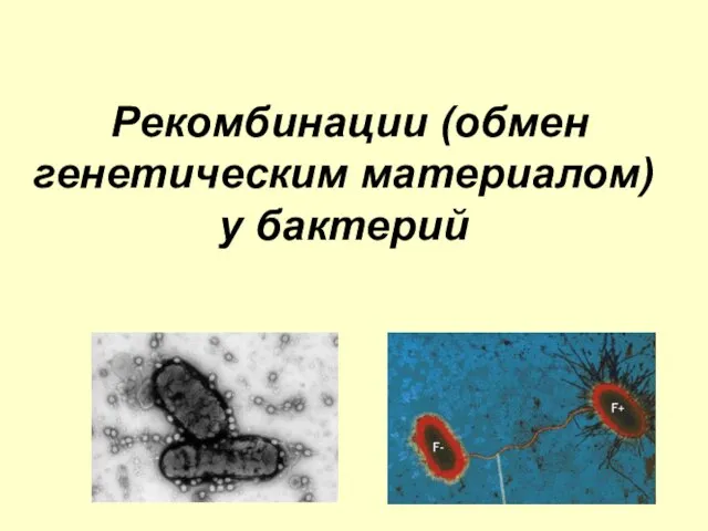 Рекомбинации (обмен генетическим материалом) у бактерий
