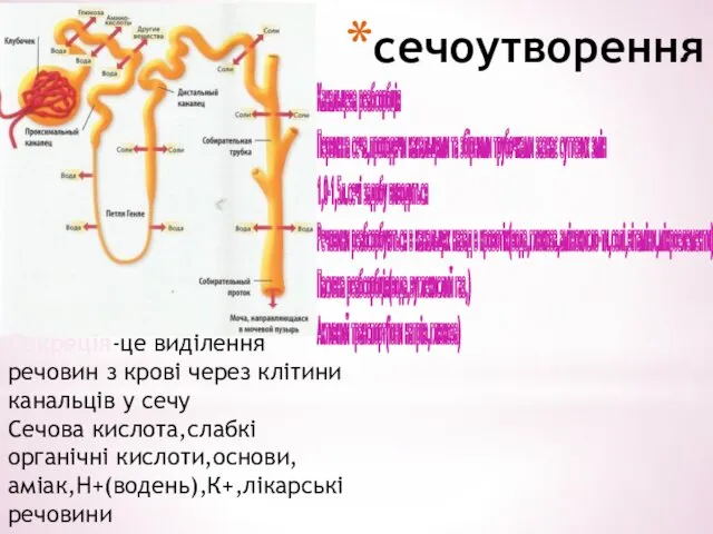 сечоутворення Канальцева реабсорбція Первинна сеча,проходячи канальцями та збірними трубочками зазнає