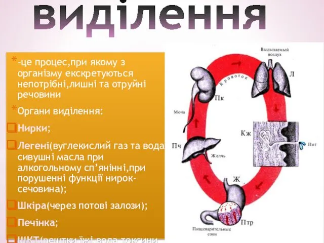 виділення -це процес,при якому з організму екскретуються непотрібні,лишні та отруйні