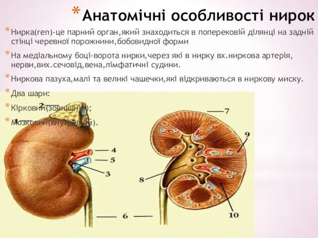 Анатомічні особливості нирок Нирка(ren)-це парний орган,який знаходиться в поперековій ділянці